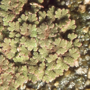 Azolla fausse-fougère